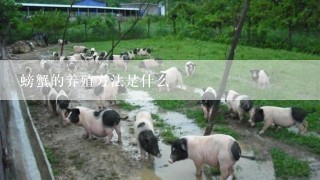 螃蟹的养殖方法是什么