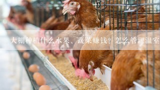 大棚种植什么水果、蔬菜赚钱？怎么管理温室大棚收益