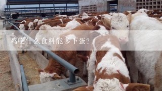 鸡吃什么食料能多下蛋？