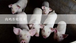 肉鸡养殖技术