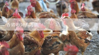 香猪的饲养方法