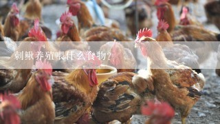 刺鳅养殖喂什么食物？