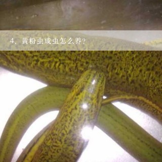 黄粉虫成虫怎么养？