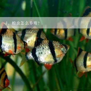 蝗虫怎么养殖？