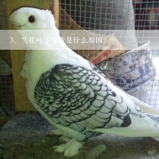 兰花叶子发黄是什么原因？