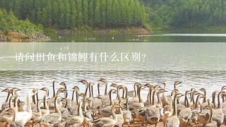 请问田鱼和锦鲤有什么区别？