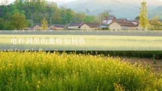 电杆洞里的蜜蜂如何收