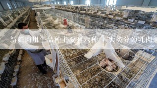 新疆肉用牛品种主要有六种 : 大类分为乳肉兼用品种和专门化肉牛品种,下列那种牛属于乳肉兼用品种 ( ).