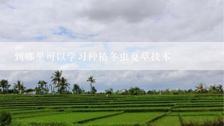 到哪里可以学习种植冬虫夏草技术