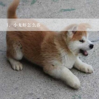 小龙虾怎么养