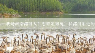 我是河南漯河人！想养殖獭兔！找漯河附近的獭兔养殖基地，买些种兔！并学习样獭兔！兔舍正在建设！