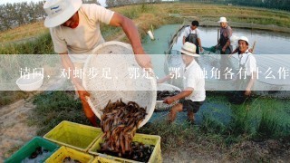 请问，对虾步足、鄂足、鄂、触角各有什么作用，谢谢？