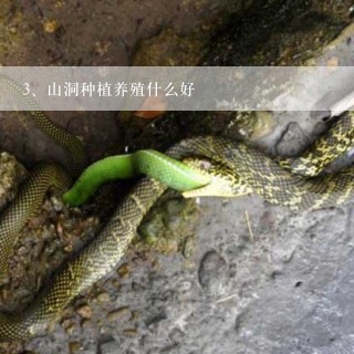 山洞种植养殖什么好