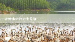 黄鳝水泥池无土养殖