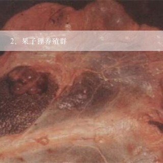 果子狸养殖群