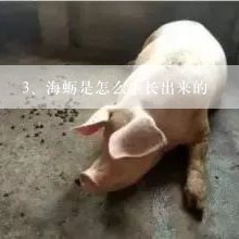 海蛎是怎么生长出来的