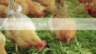 茶花落叶是什么原因