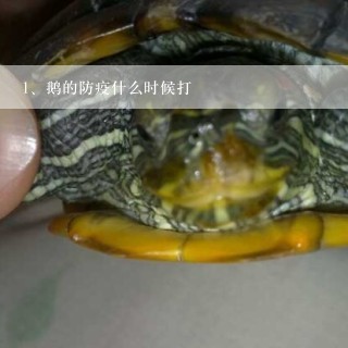 鹅的防疫什么时候打