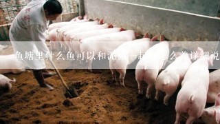 鱼塘里什么鱼可以和泥鳅一起养怎么养详细说一下