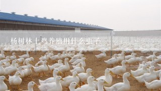 杨树林土鸡养殖用什么虫子