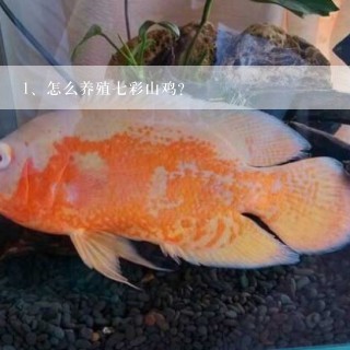 怎么养殖七彩山鸡？