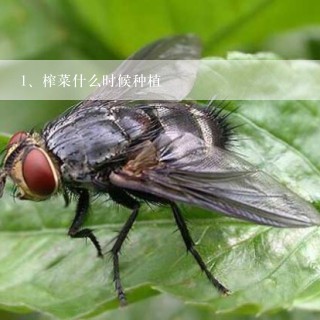 榨菜什么时候种植