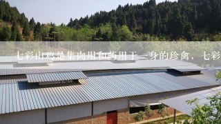 七彩山鸡是集肉用和药用于一身的珍禽，七彩山鸡养殖