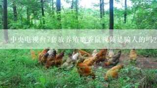 中央电视台7套放养殖麝香鼠视频是骗人的吗?Y有哪位朋友知道