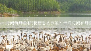 花鳗苗哪里有?花鳗怎么养殖？锦兴花鳗在哪里的?