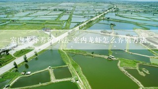 室内龙虾养殖方法 室内龙虾怎么养殖方法