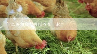 什么鱼和乌龟可以养在一起？