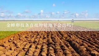 金蝉卵枝条直接种植地下会出吗？