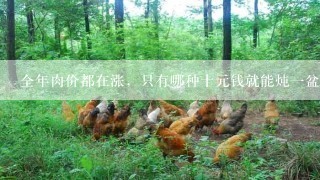 全年肉价都在涨，只有哪种十元钱就能炖一盆的肉没涨