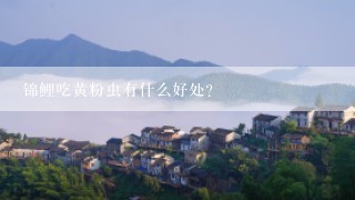 锦鲤吃黄粉虫有什么好处？