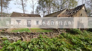 温泉鱼怎么养(温泉水适合养什么鱼)