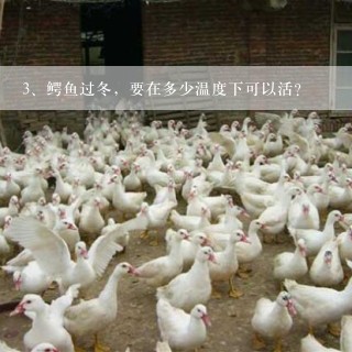 鳄鱼过冬，要在多少温度下可以活？