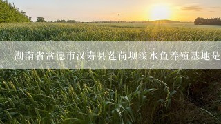 湖南省常德市汉寿县莲荷坝淡水鱼养殖基地是全省最大的高密度精养基地描述下基本状况？