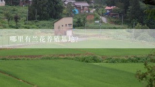 哪里有兰花养殖基地?