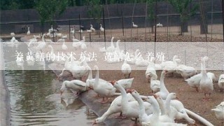 养黄鳝的技术方法 黄鳝怎么养殖