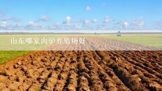 山东哪家肉驴养殖场好