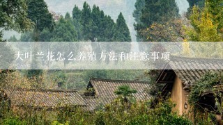 大叶兰花怎么养殖方法和注意事项