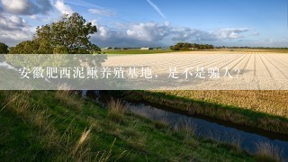 安徽肥西泥鳅养殖基地，是不是骗人？