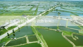 山东临沂蝗虫养殖销路如何？