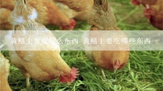 黄鳝主要吃什么东西 黄鳝主要吃哪些东西