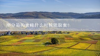 刚分箱的蜜蜂什么时候能取蜜？