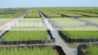 鳗鱼苗1p是什么意思