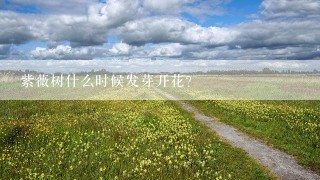 紫薇树什么时候发芽开花？