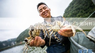 肉牛育肥饲料 /牛育肥喂什么最好 牛用饲料添加剂