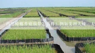 药用蟑螂养殖前景怎么样？例如美洲大蠊，大家过来聊一聊