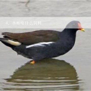 水蛭吃什么饲料